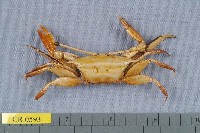 藏品(美麗長眼柄蟹)的圖片